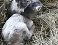 Ferienwohnung Koasablick Fieberbrunn 